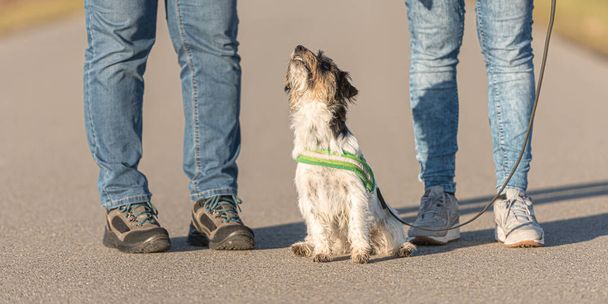 Frau geht mit einem winzigen gehorsamen Jack Russell Terrier Hund auf einer Teerstraße spazieren. Hund sitzt und schaut auf. - Foto, Bild