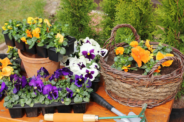 Outdoor gardening tools and flowers - Fotoğraf, Görsel