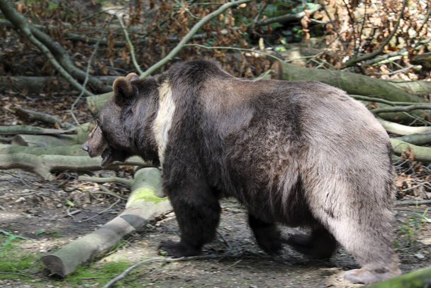 Un ours malais. Le plus petit représentant du plantigrade. Un petit mais très féroce prédateur à Ouwehands Pays-Bas - Photo, image