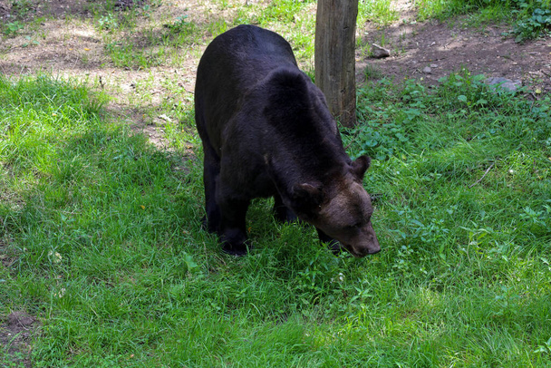 Un ours malais. Le plus petit représentant du plantigrade. Un petit mais très féroce prédateur à Ouwehands Pays-Bas - Photo, image