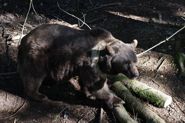 Urso malaio. O menor representante do plantigrado. Um predador pequeno mas muito feroz em Ouwehands Holanda - Foto, Imagem