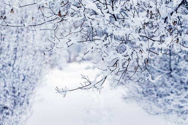Śnieżna gałąź drzewa w lesie wygląda jak ażurowy wzór - Zdjęcie, obraz