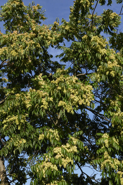 Ailanthus altissima branch with fresh fruits - Photo, Image
