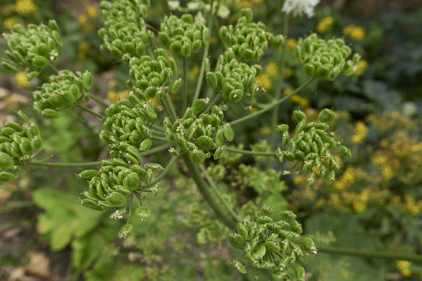 Heracleum sphondylium plant close up - Fotografie, Obrázek