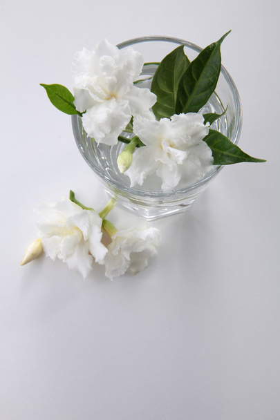 Jasmine flowers in glass - 写真・画像
