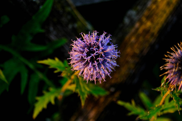 Yazın açan bir çiçeğin yakın çekimi. Bavyera 'nın bahçelerinde ve tarlalarında renkli, parlak ve arı dostu.. - Fotoğraf, Görsel