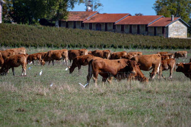 Lehmäkarja, joka lepää vihreällä nurmikasvella, maidolla, juustolla ja lihalla Bordeaux 'ssa, Haut-Medocissa, Ranskassa syksyllä - Valokuva, kuva