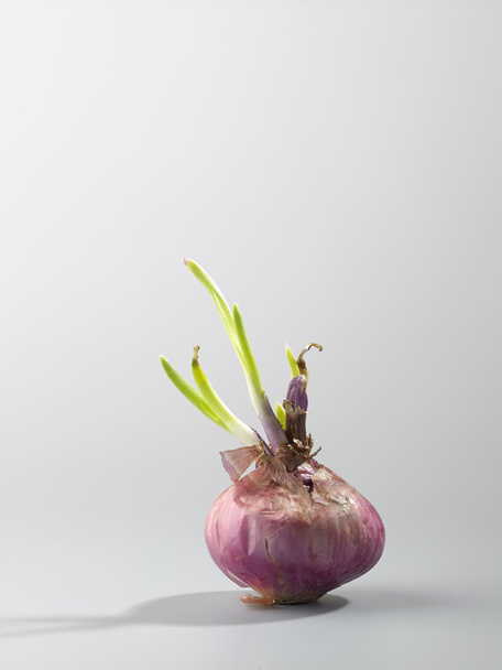 Onion with green sprout - Fotografie, Obrázek