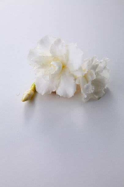 White Jasmine flower - Zdjęcie, obraz