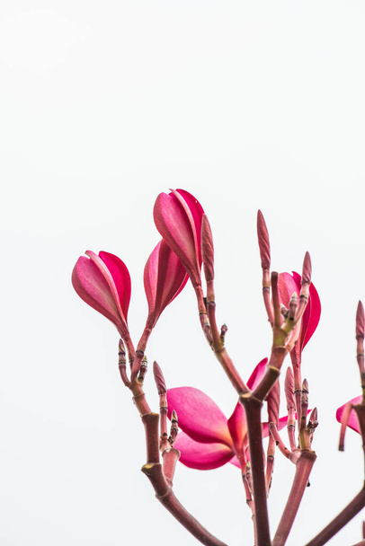 Close up of pink Frangipani flower, Thailand. - Photo, Image