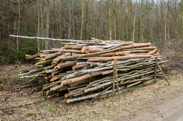 naštípané dřevo - Fotografie, Obrázek