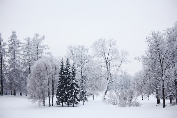 Winter trees - Fotó, kép