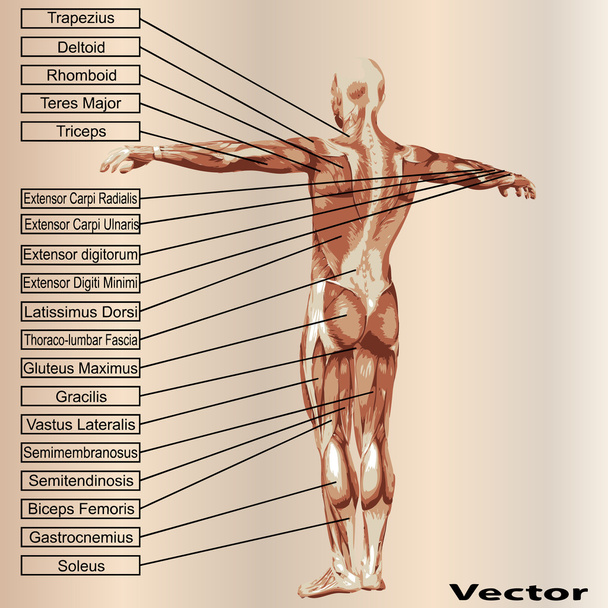 чоловіча анатомія з м'язами
 - Вектор, зображення
