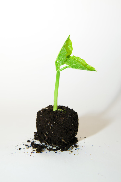 The plants grows from a pile of soil on a white background - Photo, Image