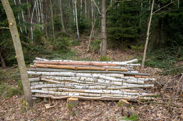 Gehäckseltes Holz - Foto, Bild