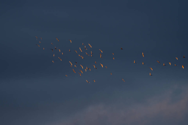 Tauben fliegen nach dem Regen und in der untergehenden Sonne - Foto, Bild