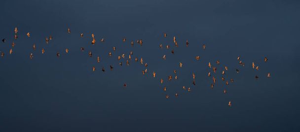 Голуби, летящие после дождя и на закате солнца - Фото, изображение