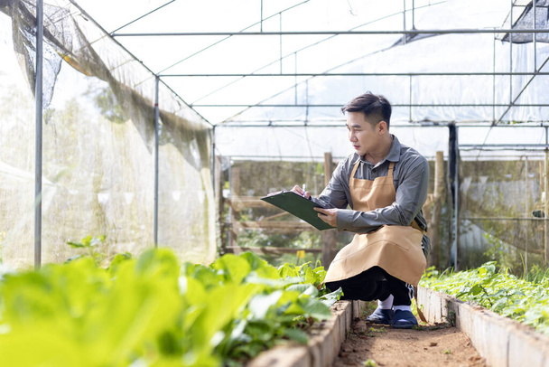 Asyalı yerel çiftçi salata yetiştiriyor ve sera içinde büyüme oranını kontrol ediyor. Aile işi için organik toprak yaklaşımını kullanıyor ve satmak için biraz topluyor. - Fotoğraf, Görsel