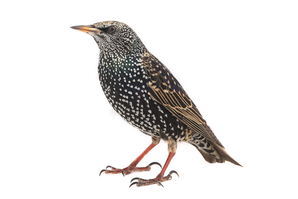 Starling (Sturnus vulgaris) - Foto, Imagem
