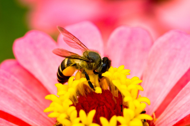 Fleur rose et abeille
 - Photo, image