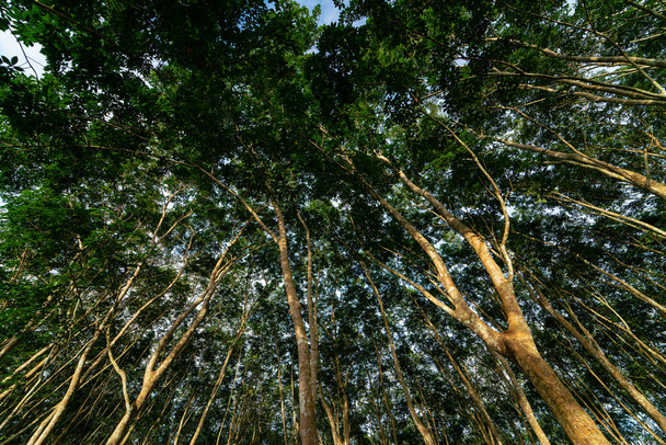 Para καουτσούκ πράσινο δέντρο τροπικό δάσος γεωργική βιομηχανία φόντο φύση - Φωτογραφία, εικόνα