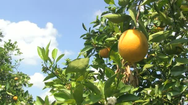 Orange grove in Centraal Florida - Video