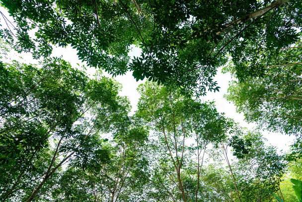 Para καουτσούκ πράσινο δέντρο τροπικό δάσος γεωργική βιομηχανία φόντο φύση - Φωτογραφία, εικόνα