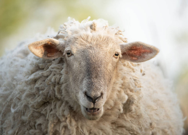 Портрет домашней овцы
 - Фото, изображение
