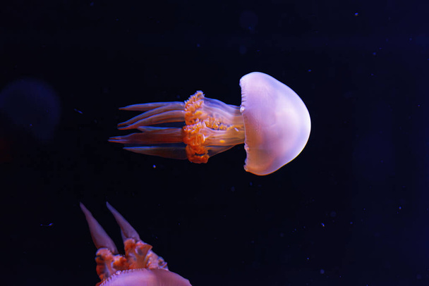 underwater photography of beautiful flame jellyfish rhopilema esculentum close up - Photo, Image