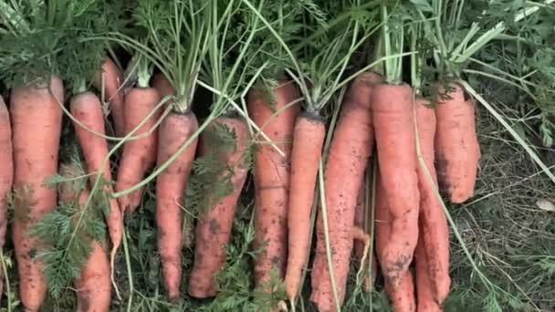 Kasa vasta kaivettuja porkkanoita, joissa on vihreää laskuvettä maassa - Materiaali, video