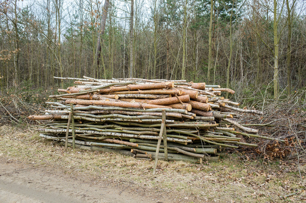 naštípané dřevo - Fotografie, Obrázek