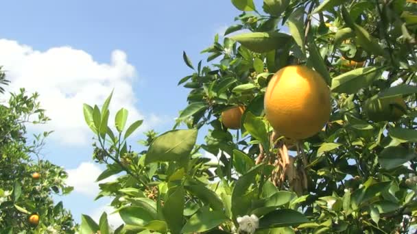 Central Florida portakal bahçesinde - Video, Çekim
