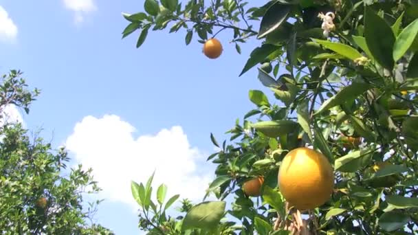 Pomarańczowy Gaj w Central Florida - Materiał filmowy, wideo