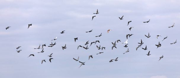 Avian Elegance: Graceful Flocks Painting the Sky - Photo, Image