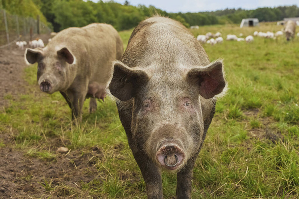 Eco pig farm in the field in Denmark.  - Photo, Image