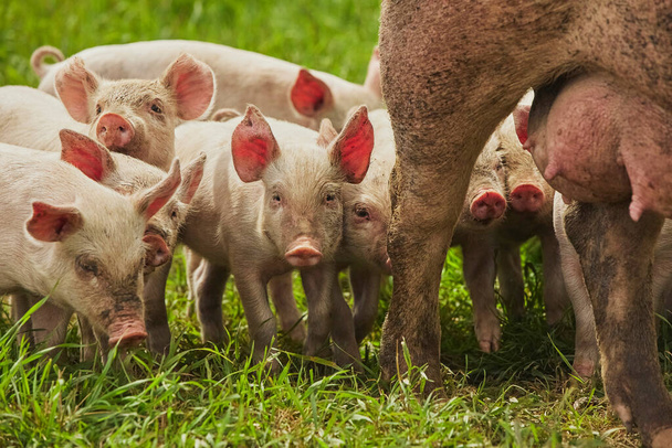 Eco pig farm in the field in Denmark. Piglet sucking milk.  - Photo, Image
