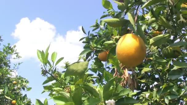 Orange grove in Central Florida - Footage, Video