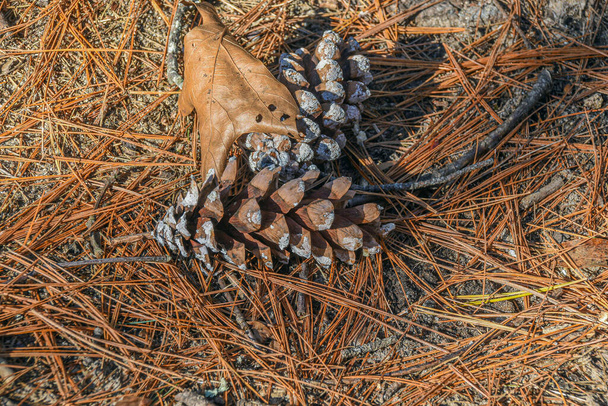 borovicové šišky a listí v pozdní podzimní den,  - Fotografie, Obrázek