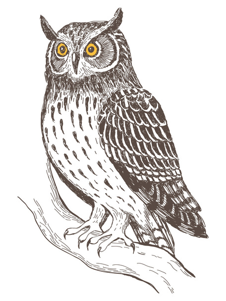 Realistic image of owl - Vettoriali, immagini