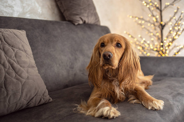 Hond draagt rendier gewei hoofdband zit in een stapel dekens en kussens tegen de achtergrond van een slinger, Nieuwjaar en Kerstmis concept, - Foto, afbeelding