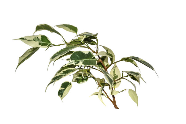 Ficus benjamina twig with white-green variegated cuspidal leaves isolated on white. Variety Starlight or De Gantel - popular houseplant for indoor floriculture, phytodesign and landscaping premises - Photo, Image