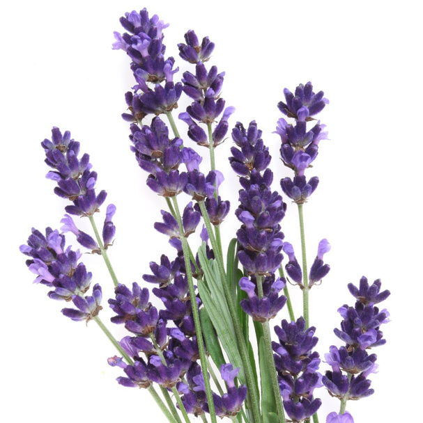 Lavender - Φωτογραφία, εικόνα