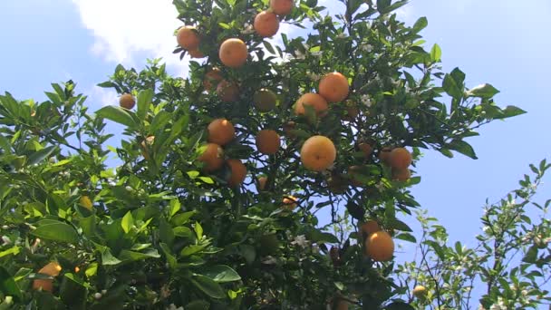 Orangenhain in Zentralflorida - Filmmaterial, Video
