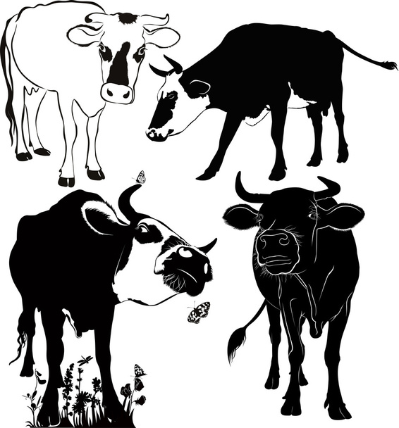 Illustration de vaches sur blanc
 - Vecteur, image