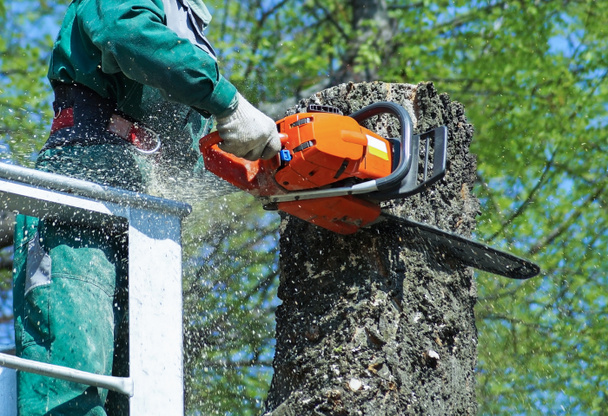 Lumberjack está serrando uma árvore
 - Foto, Imagem