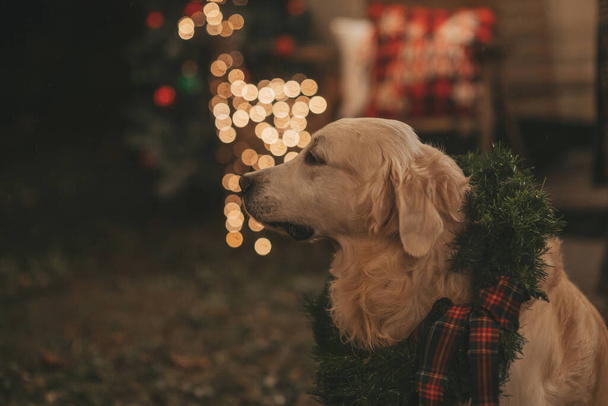 Navidad y Año Nuevo temporada de vacaciones de invierno en Camper Park. Golden retriever perro cerca de caravana de Navidad remolque - Foto, imagen