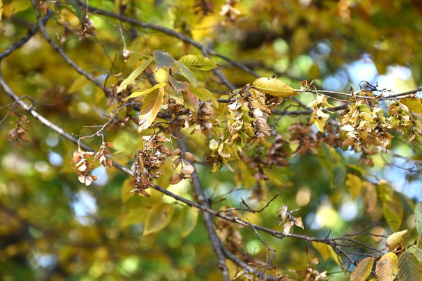 Chonowskin valkopyökki (Carpinus tschonoskii) keltaiset lehdet ja kypsät hedelmäpiikit. Betulaceae lehtipuu. Hedelmä on pähkinä, joka kypsyy lokakuun tienoilla. - Valokuva, kuva