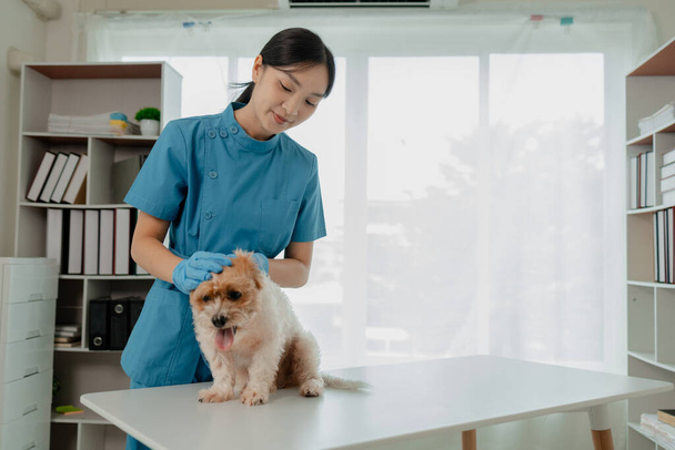Ветеринар работает в ветеринарной больнице, ветеринар осматривает собаку, чтобы узнать, от какой болезни она страдает, маленькую собаку осматривал ветеринар в клинике. - Фото, изображение