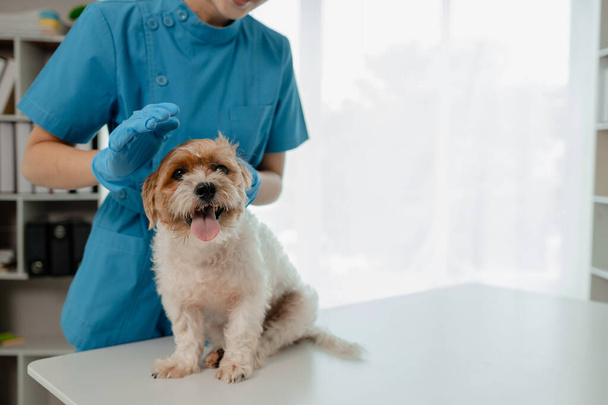 Ветеринар працює у лікарні тварин, ветеринар досліджує собаку, з якої хвороби вона страждає. Маленьку собаку оглянув ветеринар у клініці.. - Фото, зображення