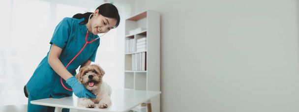 Veterinario está trabajando en el hospital de animales, Un veterinario está examinando a un perro para ver qué enfermedad que está sufriendo, El perrito estaba siendo examinado por un veterinario en una clínica. - Foto, imagen